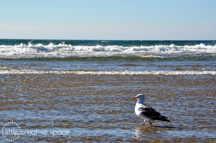 Meandering Seagull