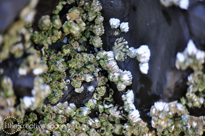 Green and White Barnacles