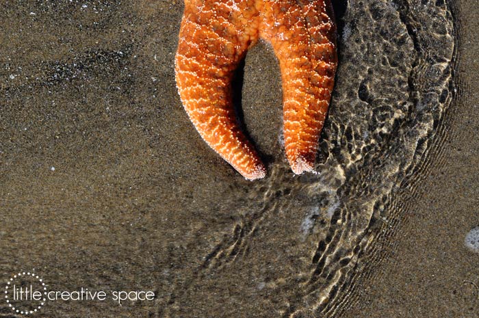 Starfish and Water