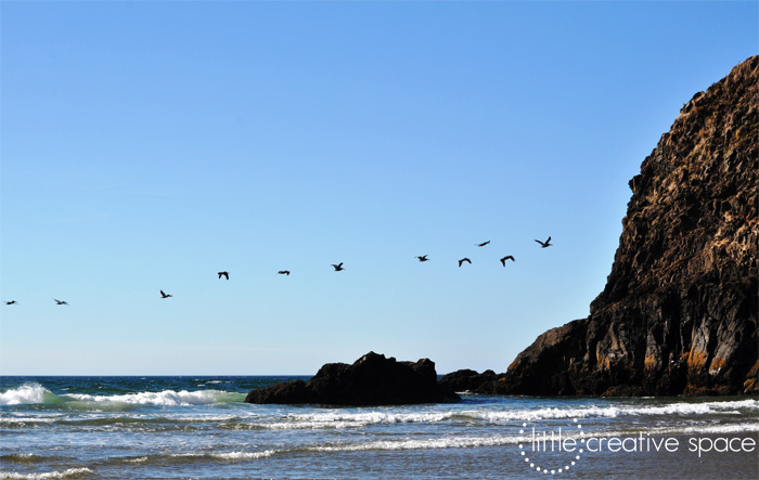 Pelicans And Rocks
