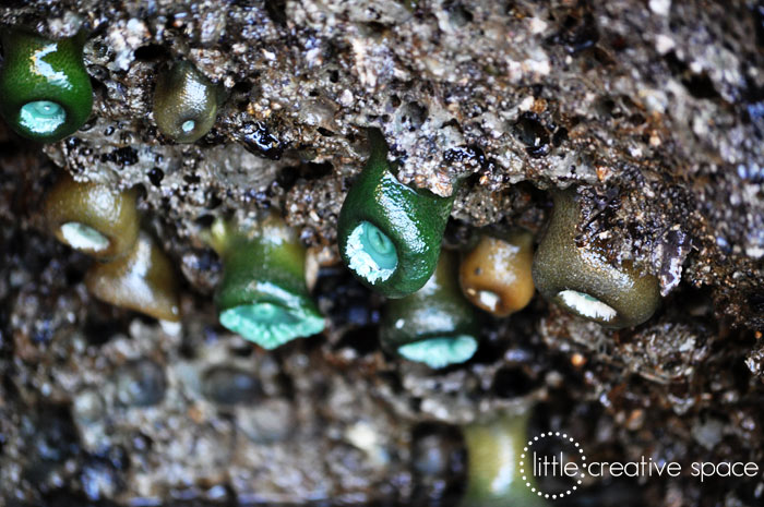 Sea Cucumbers