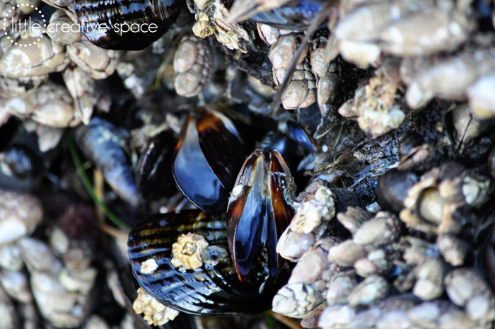 Mussels and Barnacles