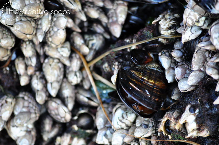 Mussels