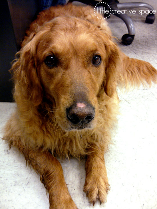 Golden Retriever