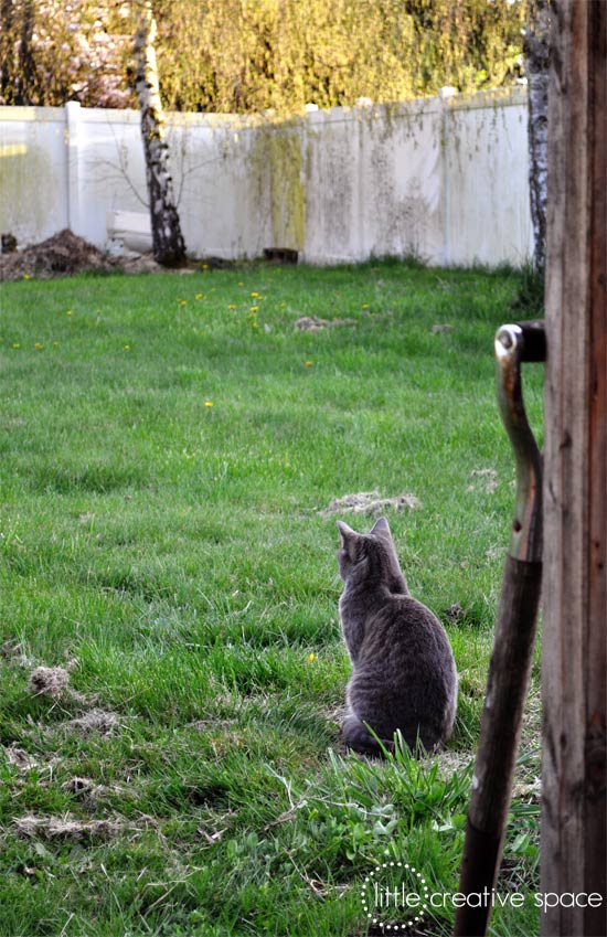 Pensive Kitty