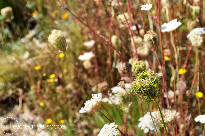 Beautiful Weeds