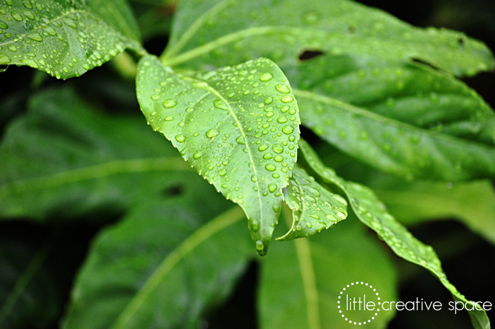 Leaf Study 1