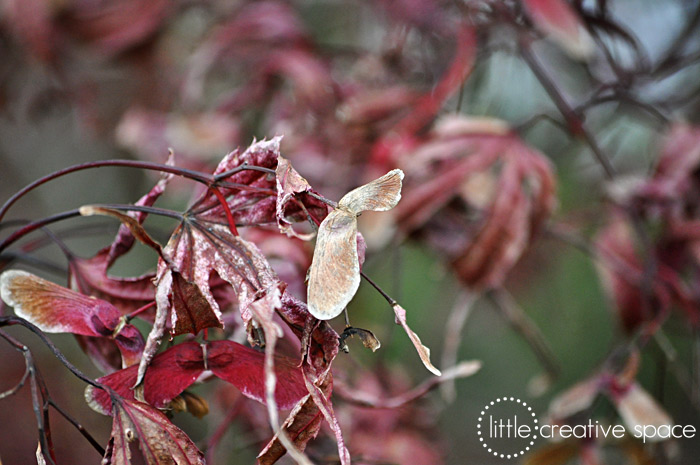 Dried Tree Seeds