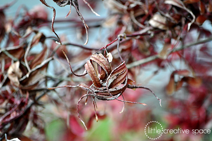 Curled Leaves