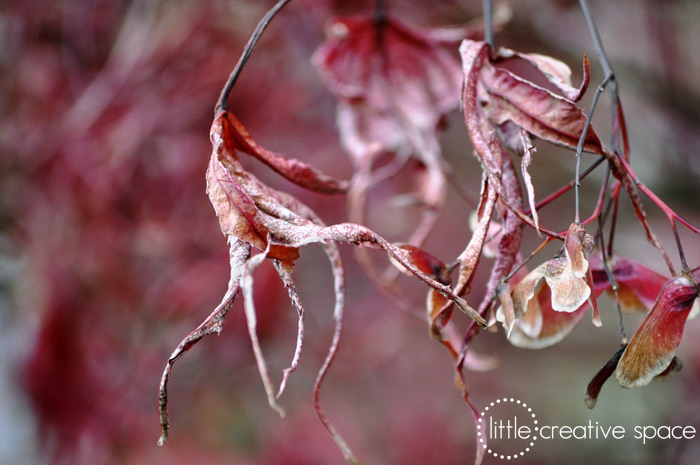 Claw-Like Spindly Leaves