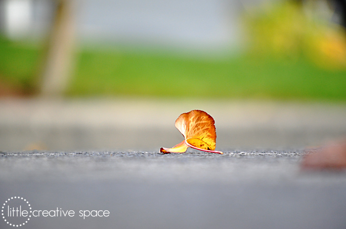 Depth Of Field Leaves