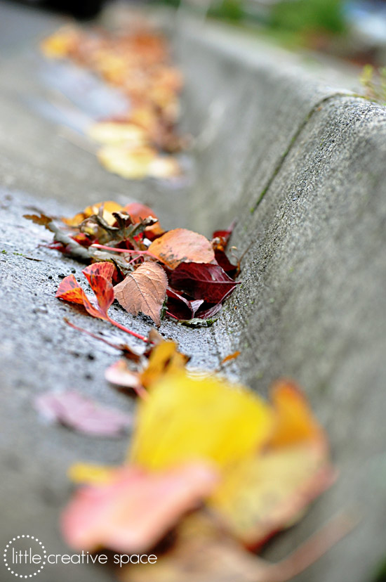 Fall Leaves In Gutter