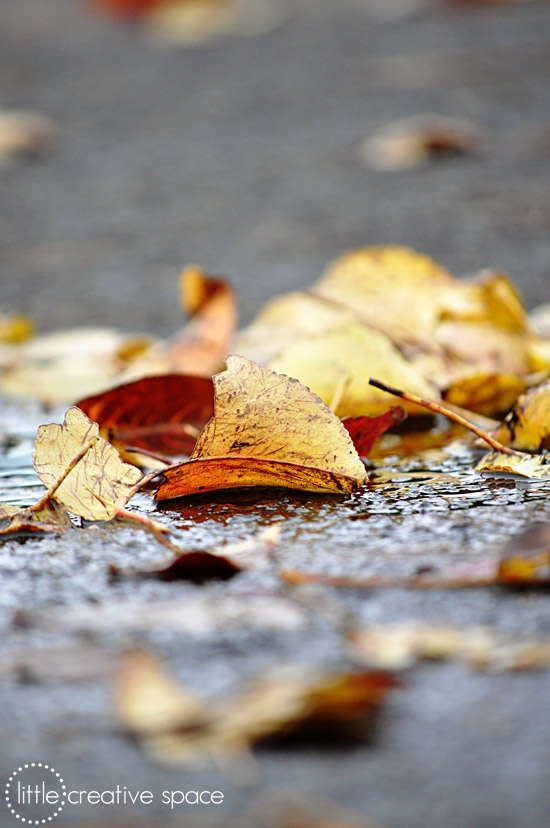 Fallen Leaves