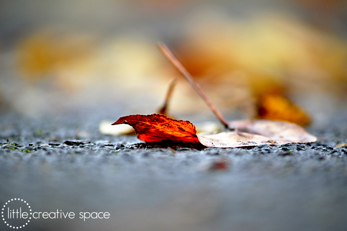 Depth Of Field With Red Leaf