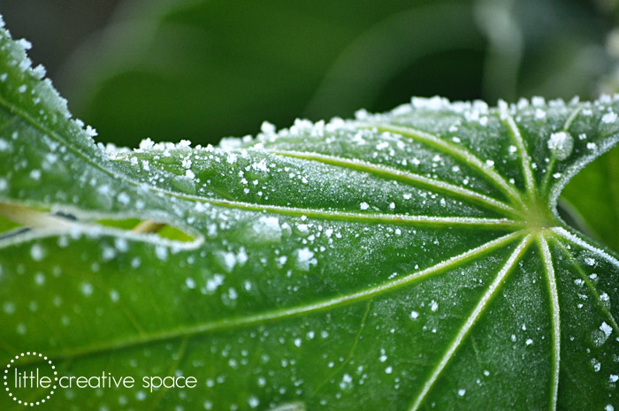 Frozen Leaves