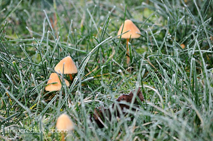 Little Mushrooms