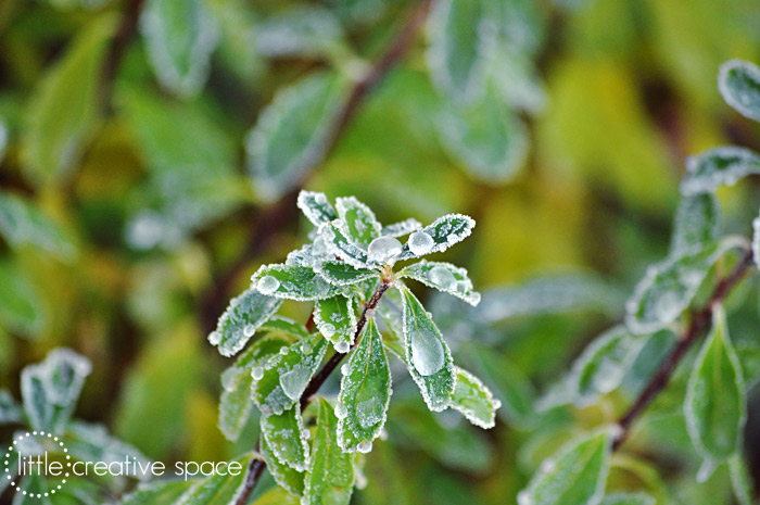 Frosty Leaves