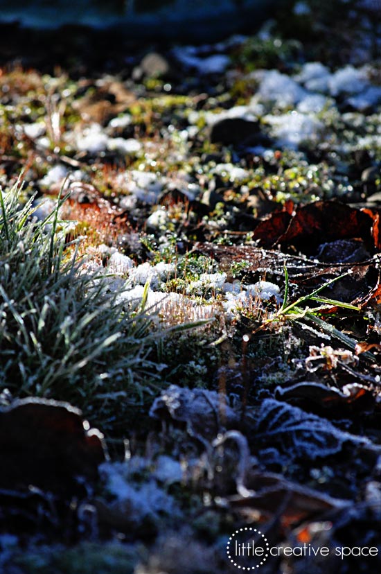 Vancouver Snow