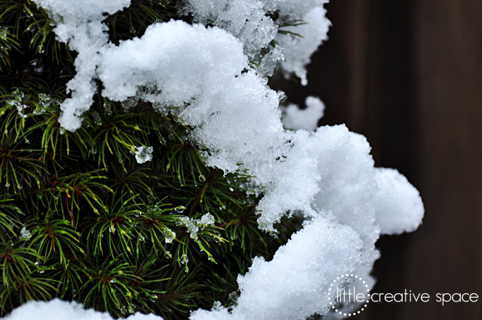 Frosty Tree