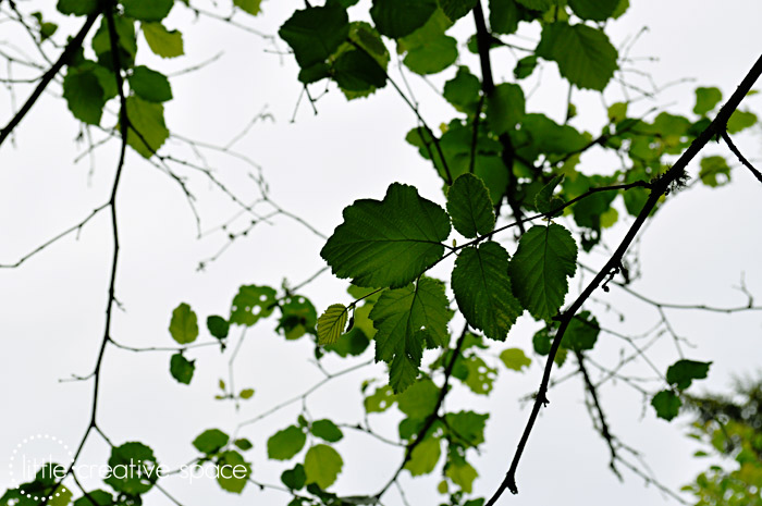 Leaves Above