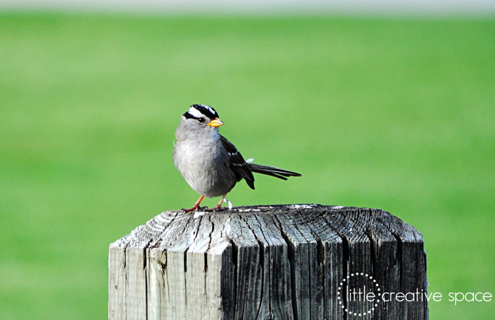 Cropped Little Birdie