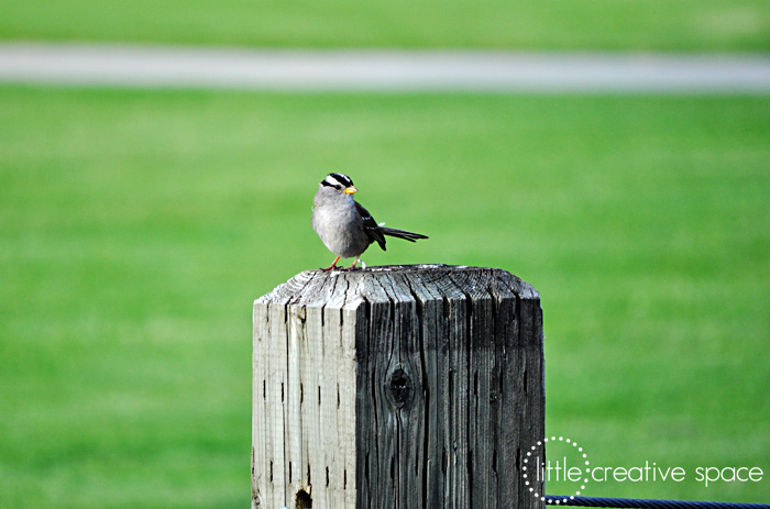 Wee Little Birdie