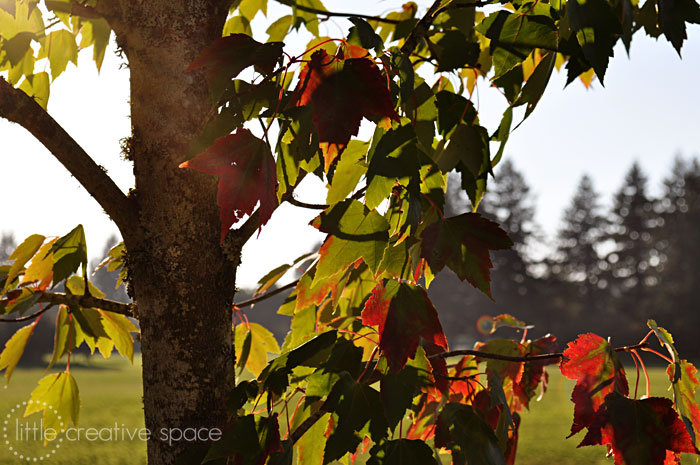 Fall Tree