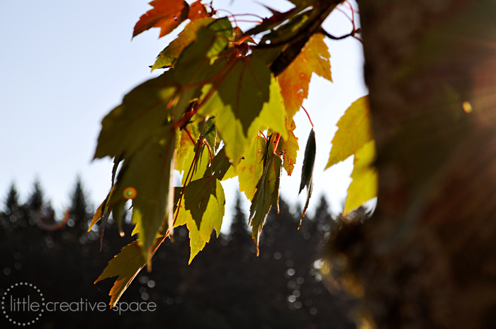 Fall Tree