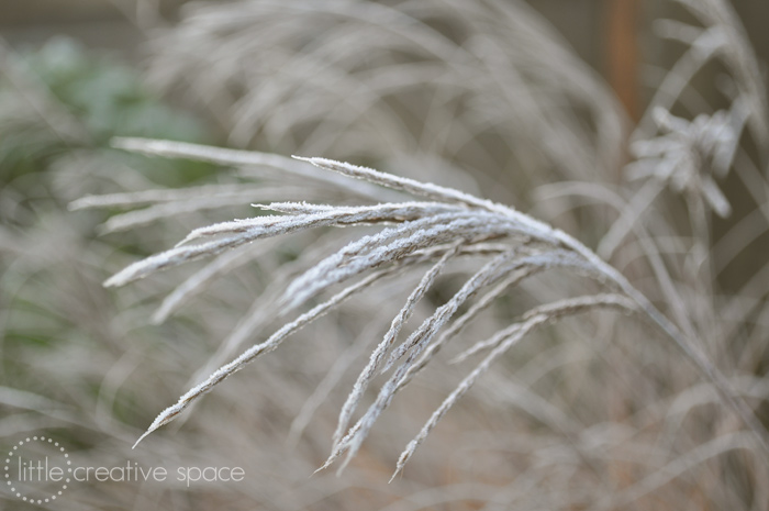 Frosty Plant