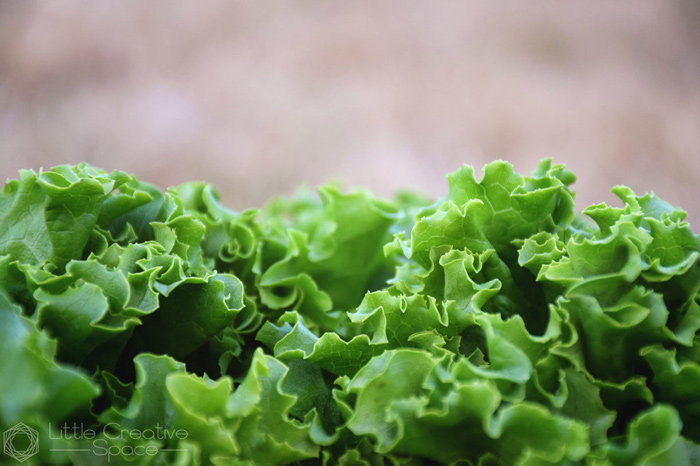 Green Curly Lettuce - 365 Project