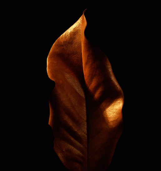 Magnolia Leaf Curves - 365 Project