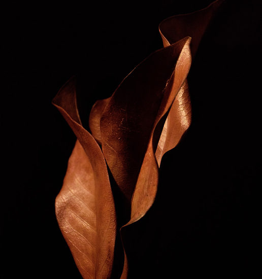 Magnolia Leaf Cascade - 365 Project