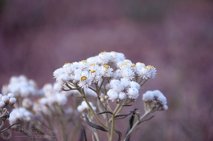 Tiny White Flowers - 365 Project