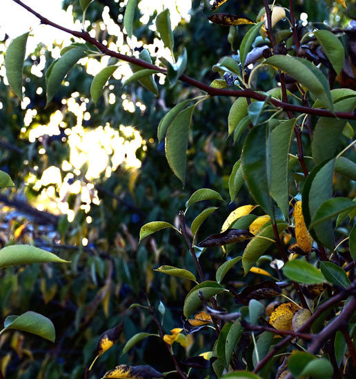 Plum Trees - 365 Project