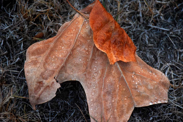 Rainy Fall Leaf - 365 Project