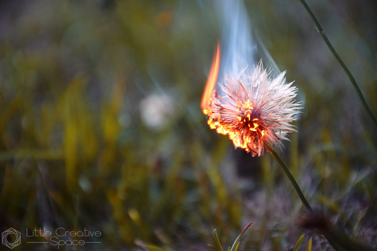 Dandelion Set On Fire - 365 Project