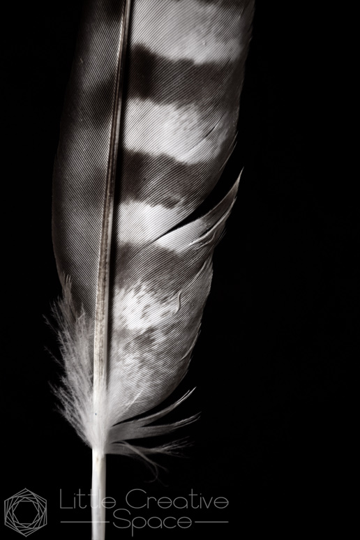 Closeup Feather - 365 Project