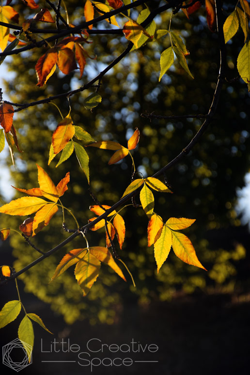 Fall Leaves On Branches - 365 Project