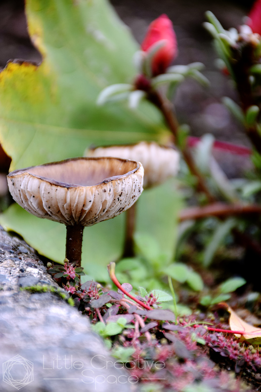 Mushroom Cap With Frills - 365 Project