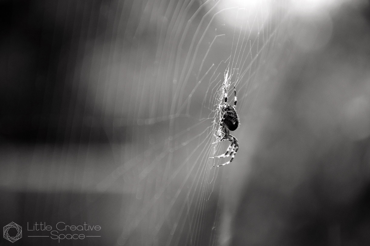 Giant Spider On A Web - 365 Project
