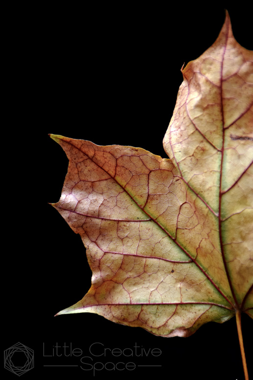 Red and Green Veined Leaf - 365 Project