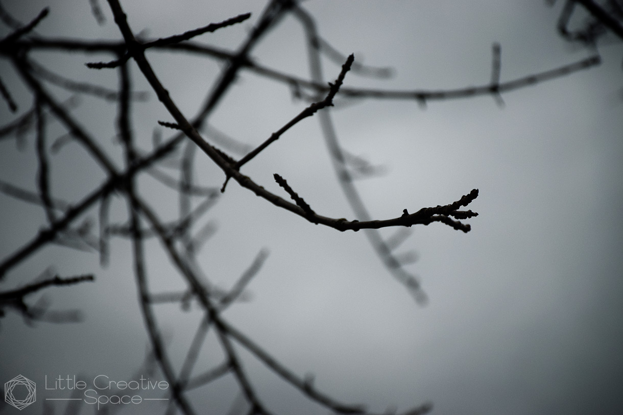 Creepy Shadowed Tree Branches - 365 Project