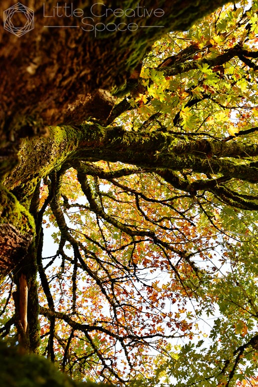 Looking Up A Mossy Fall Tree - 365 Project