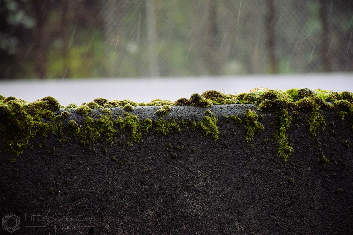 Piles Of Moss In The Rain - 365 Project