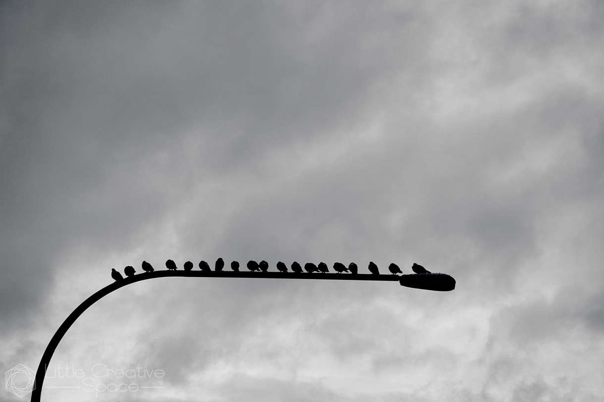 Birds On A Light Post - 365 Project