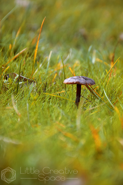 Lone Wild Mushroom - 365 Project