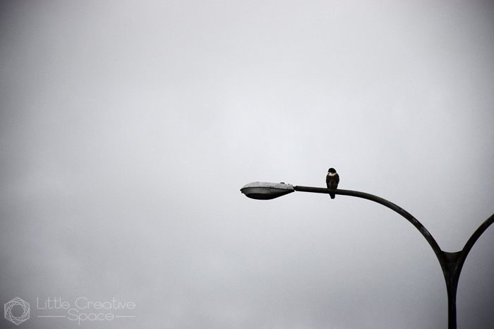 Red Tail Hawk Light Pole - 365 Project