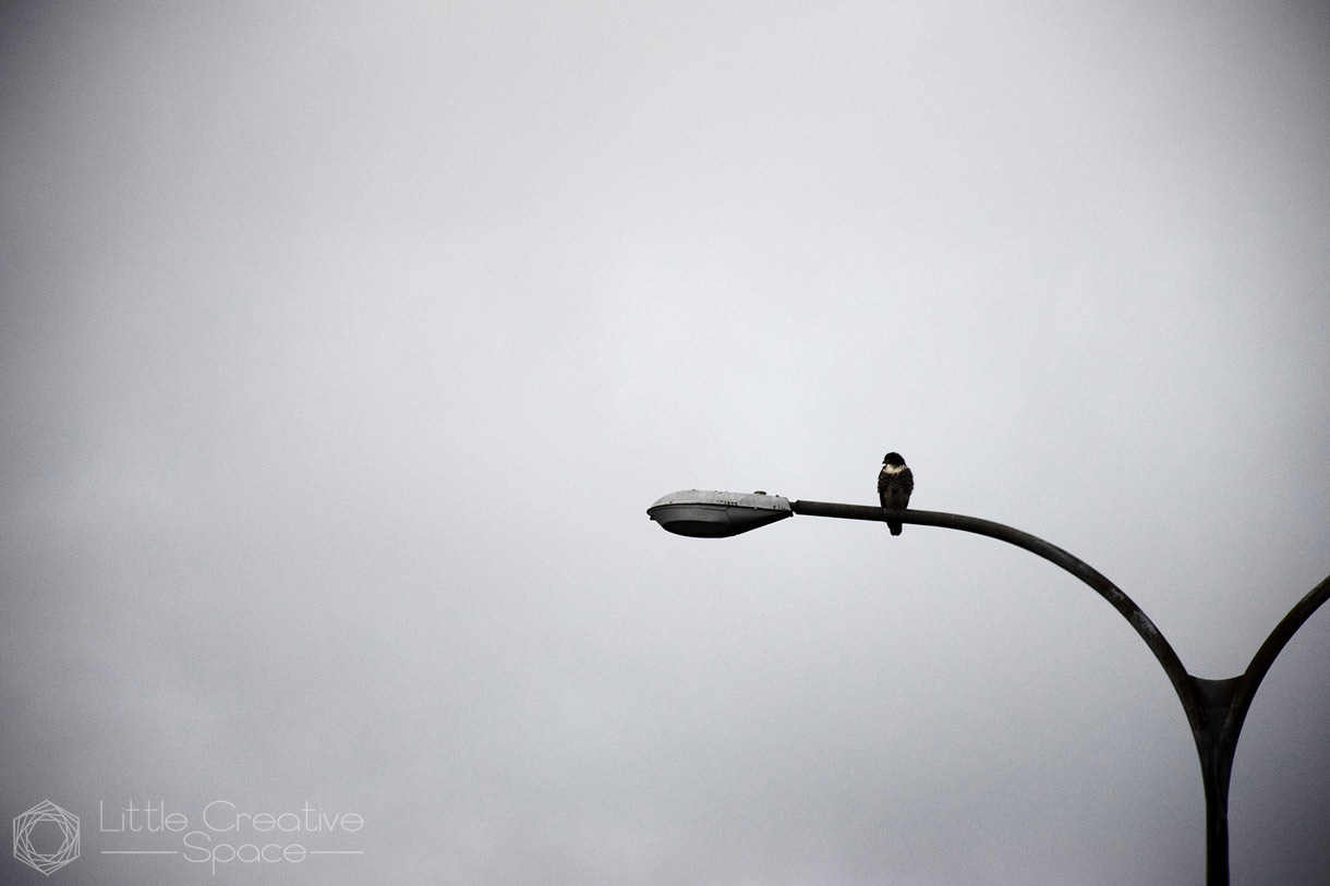 Red Tail Hawk Light Pole - 365 Project